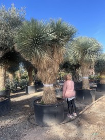 Yucca Rostrata 1.500.000_mod